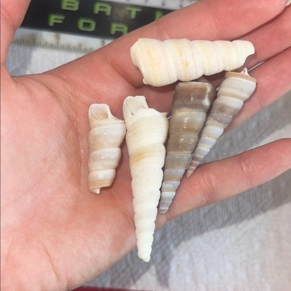 Assorted Seashell Collection - Picture 8 of 10